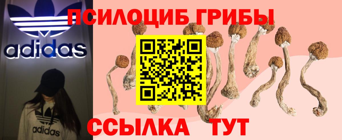 Тихорецк  Псилоцибиновые грибы Psilocybe  Вход с VPN  Псилоцибиновые грибы прущие грибы 